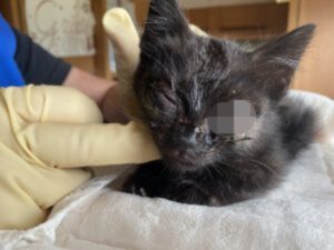 Buio, il gattino salvato dall’Oipa ha bisogno di aiuto