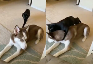 Cane vittima dell’agguato di un gatto, il video è inaspettatamente dolcissimo