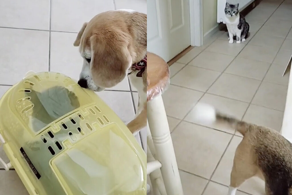 Cestino con gatto in regalo reazione del cane è da ridere