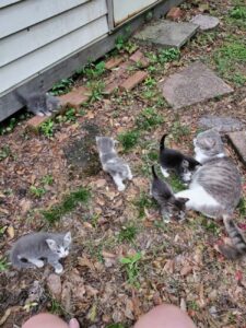 Cricket, la mamma gatta che ha portato i suoi piccoli dall’umana gentile