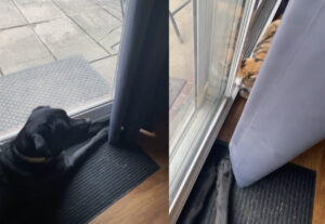 Gatta tricolore e cane aspettano davanti alla finestra: amici in tutto (VIDEO)