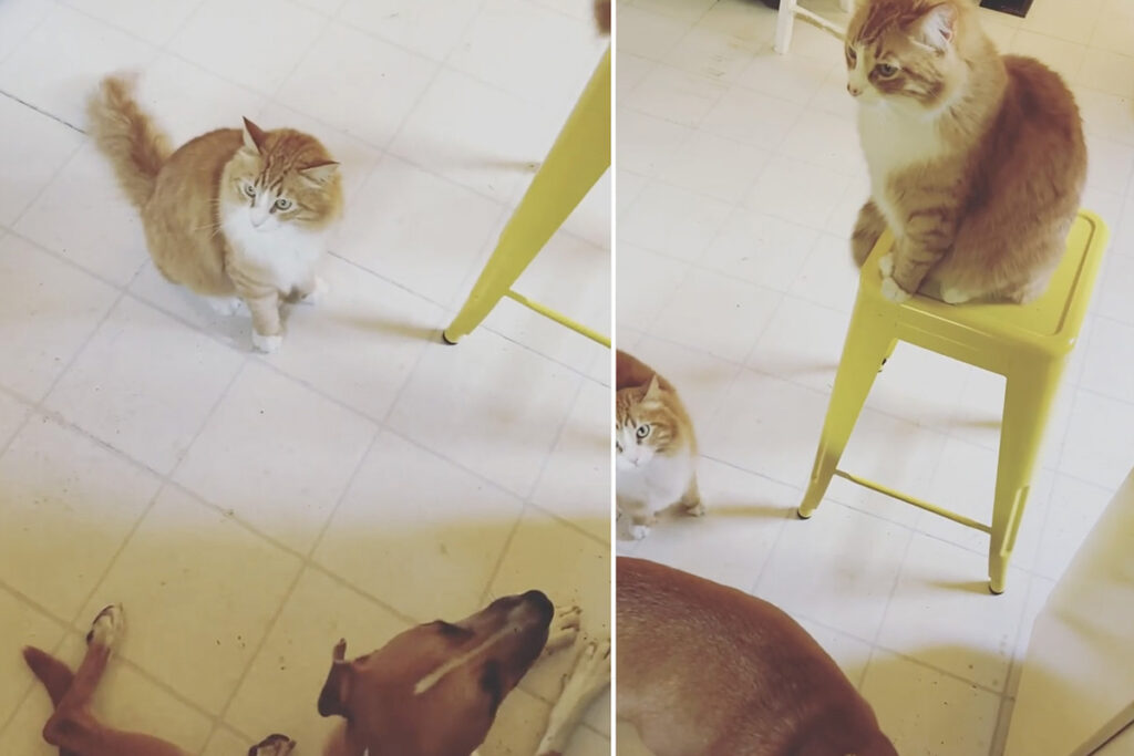 Gatti e cani fanno colazione insieme e si amano