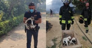 Gatti e cani salvati da Polizia e Vigili del Fuoco