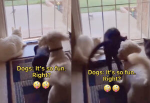 Gatti spaventati da cane dispettoso, il video è da morire dalle risate