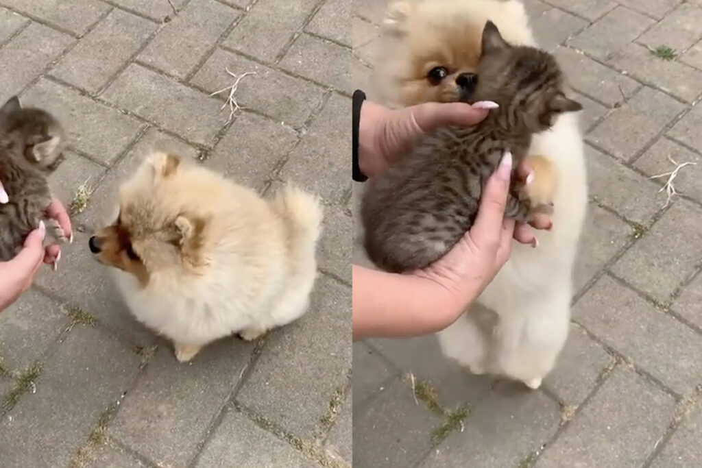 Gattino conosce cane volpino