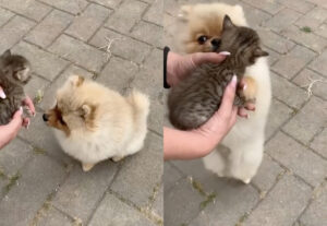 Gattino conosce cane, un incontro dolcissimo da non perdere (VIDEO)