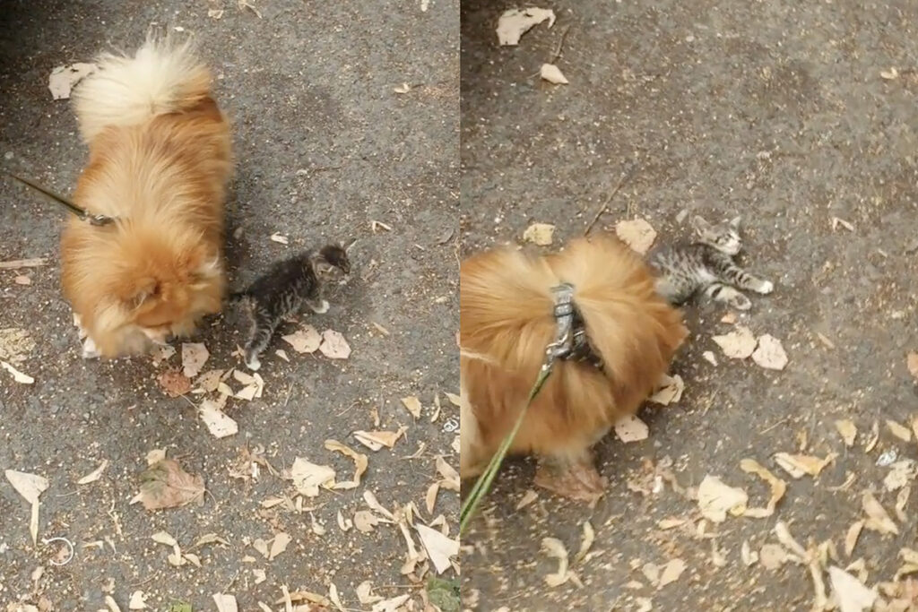 Gattino tigrato conquista un cane Volpino di Pomerania