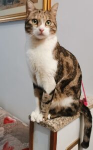 Bresso, il gatto Ulisse si è smarrito, il disperato appello della proprietaria