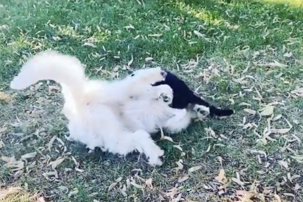 Gatto amico di un cane bianco speciale