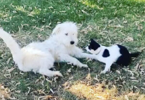 Gatto amico di un cane speciale: una lotta dolcissima (VIDEO)