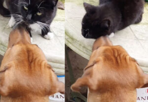 Gatto cerca le coccole dal cane, un’amicizia speciale (VIDEO)