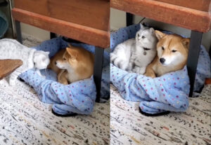 Gatto divide la cuccia con cane Shiba Inu