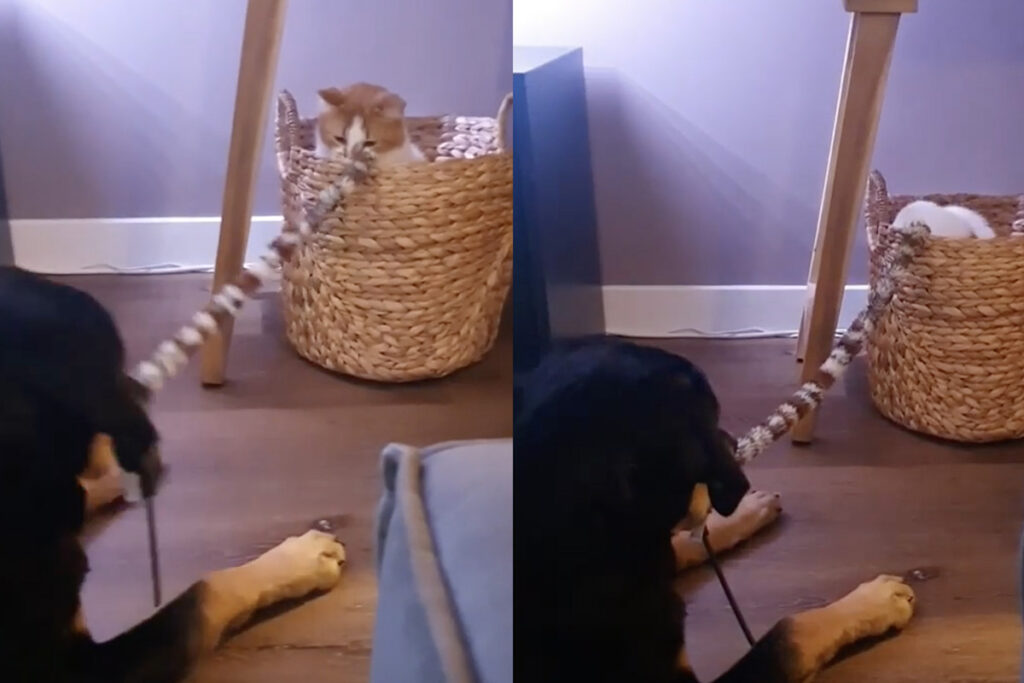Gatto e cane giocano insieme, la scena dolcissima
