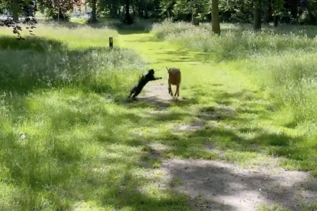 Gatto fa agguato a cane che sta correndo