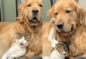 Gatto viene coccolato da un cane dolcissimo (VIDEO)