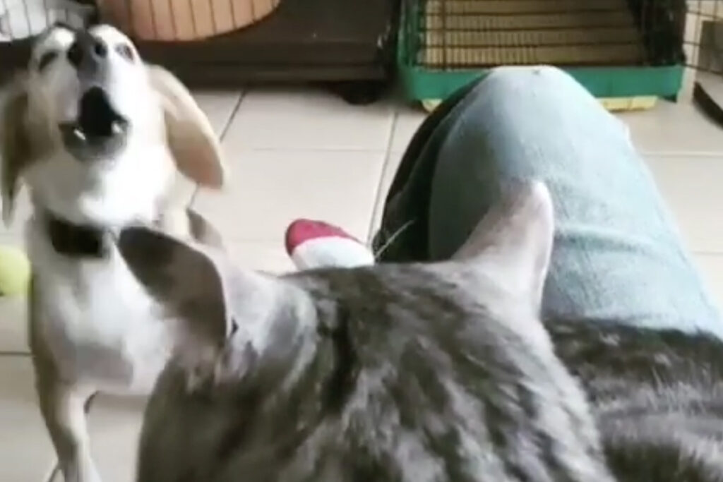 Gatto viene disturbato da cane che abbaia dal veterinario