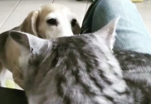 Gatto viene disturbato da cane che abbaia, il video divertentissimo