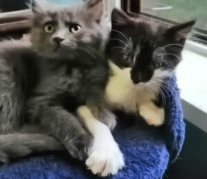 Lasbia e Saffo: bellissime e timide gattine cercano una famiglia con cui vivere