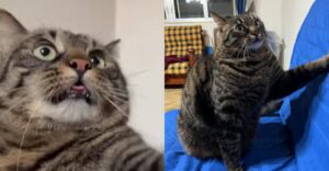 Muffin, il gatto che con le sue espressioni ha conquistato il web