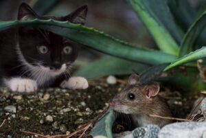 La leggenda del gatto e del topo che spiega la loro eterna inimicizia