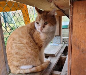 Olimpo: bellissimo gattone segnato dalla vita randagia cerca casa