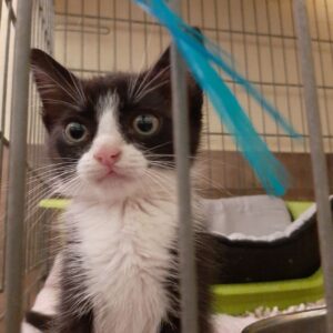 Oreo, il gattino salvato dalla bocca di un cane è alla ricerca di una famiglia