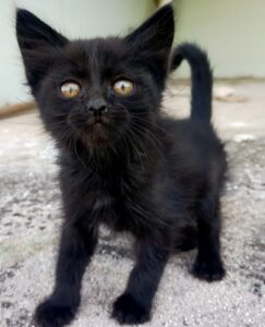 Pipistrellino, il gattino buttato dentro un giardino è alla ricerca di una famiglia felice