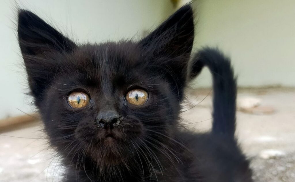 pipistrellino cerca famiglia