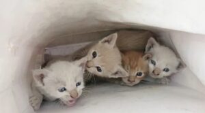 Quattro gattini abbandonati in una busta regalo