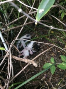 Ripley, la gattina abbandonata a poche ore di vita