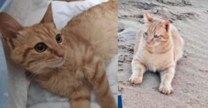 Rossino, il gatto che tutti avevano ignorato, ha trovato la sua felicità