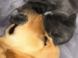 Il gatto abbraccia il cane addormentato: la tenerissima scena