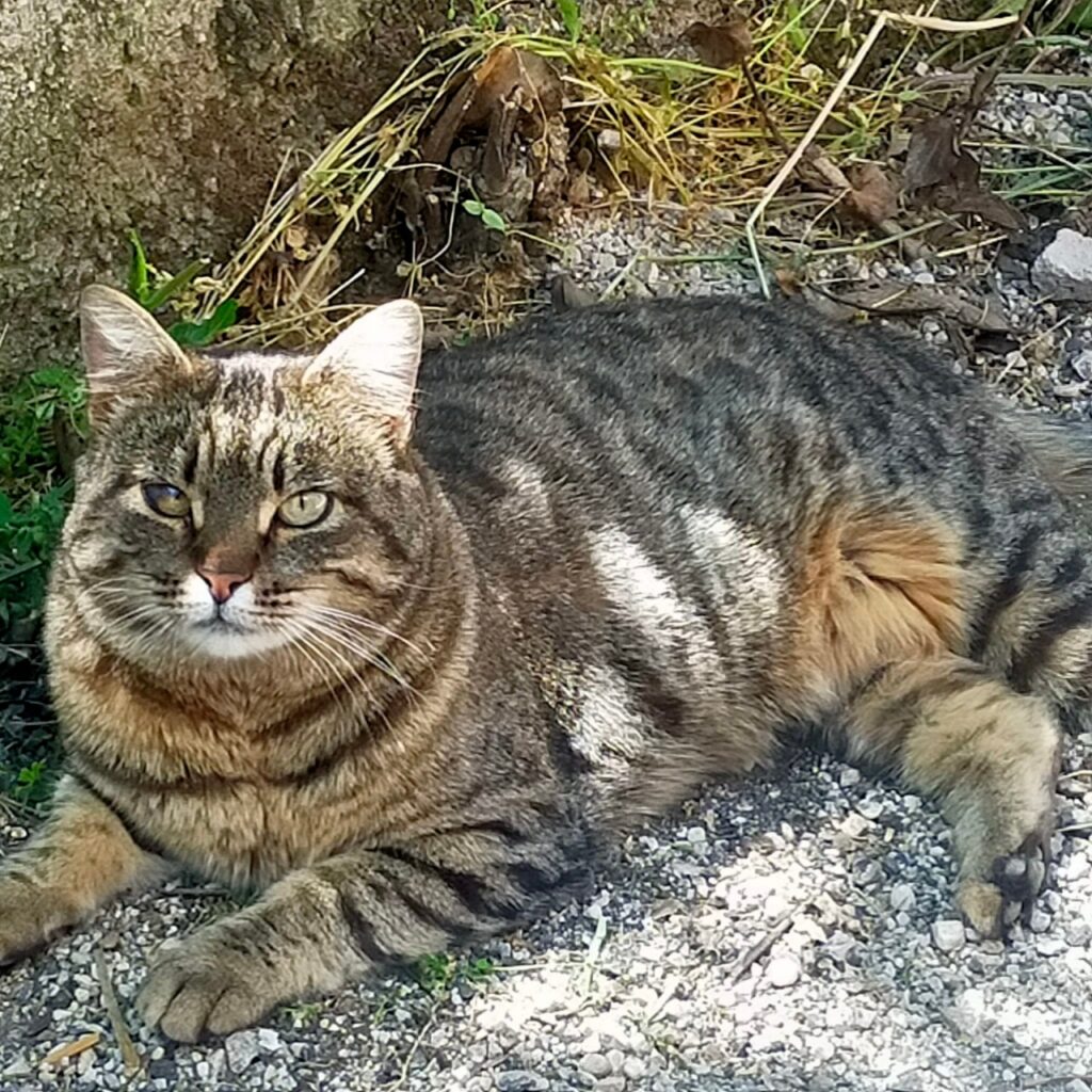 tigre cerca famiglia