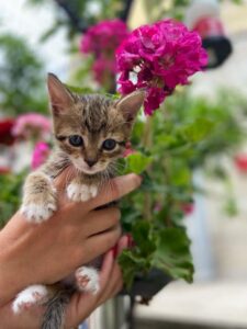 Tonia, la gattina salvata dalla strada è alla ricerca di una famiglia felice