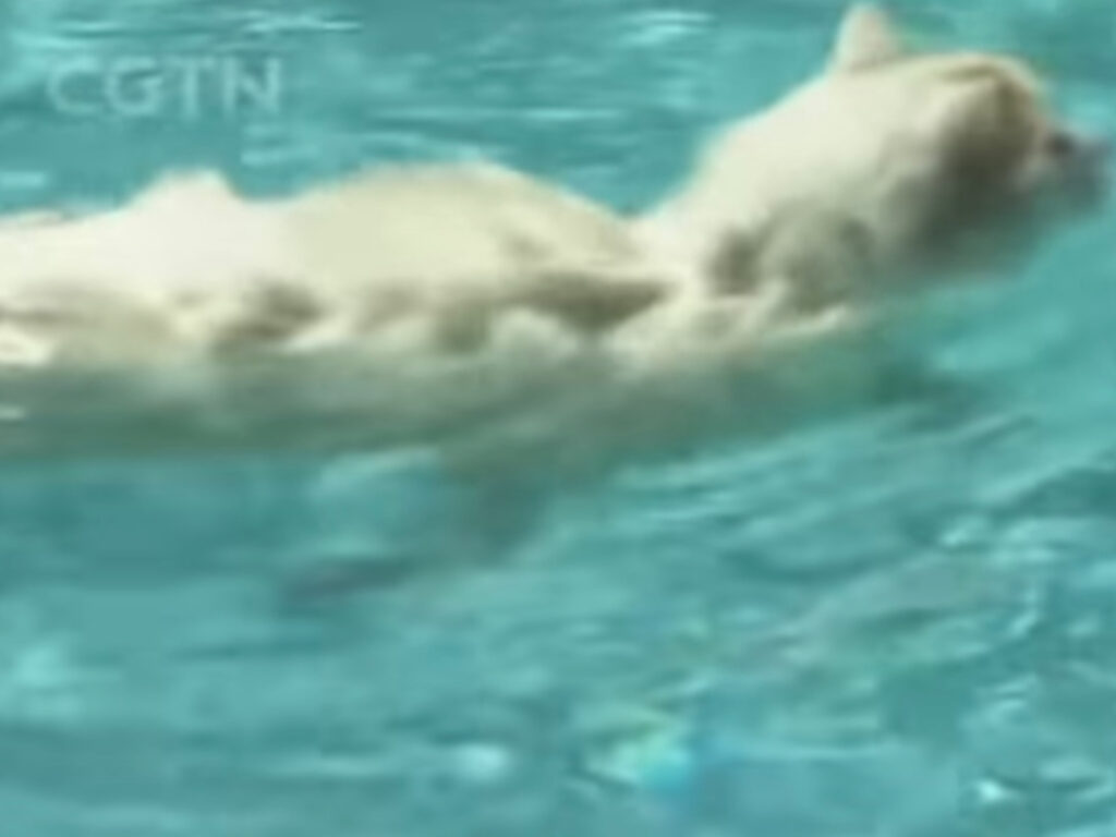 In Turchia i gatti nuotano in piscine