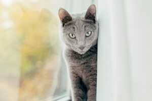 5 accessori per la cura di un gatto Blu di Russia anziano