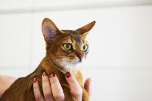 5 accessori utilissimi per la toelettatura del gatto Abissino