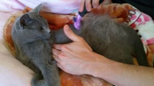 accessori per la toelettatura del gatto blu di russia