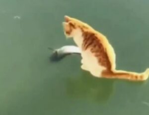 Un buffo gattino cerca di catturare un pesce congelato senza grande successo (VIDEO)