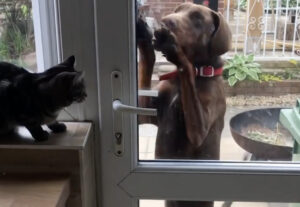 Trixy e Bella, il cane e il gatto atipici (VIDEO)
