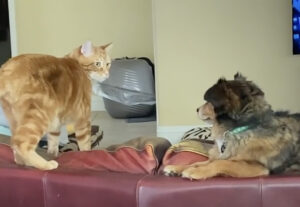 Gatto e cane comunicano con gli occhi, dolcissimi (VIDEO)