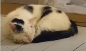 Famiglia costruisce una casa per un gattone randagio e condivide la storia sul web (VIDEO)