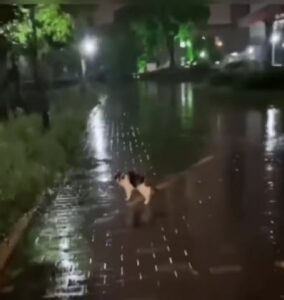 Mamma gatta ci porta dal suo gattino (VIDEO)