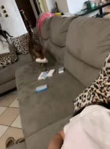 Gatto riporta i fazzoletti alla sua mamma (VIDEO)