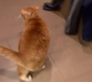 Il gattino allerta disperato la sua mamma umana, ma la ragione l’ha lasciata decisamente delusa (VIDEO)