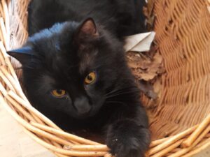 Conco, la povera Nina si è persa, la gatta si è allontanata in piena notte
