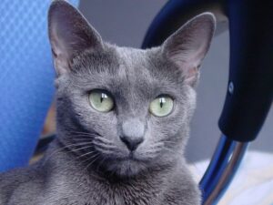 crocchette per gatto Blu di Russia