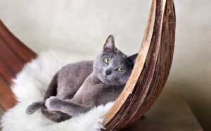 5 cucce calde e comode per il gatto Blu di Russia anziano