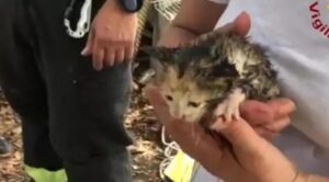 Cucciolo di gatto cade in un pozzo e viene soccorso dai vigili del fuoco