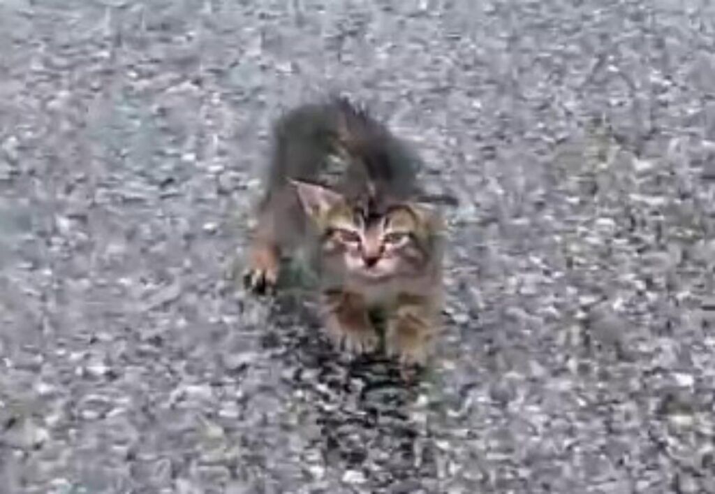 cucciolo di gatto